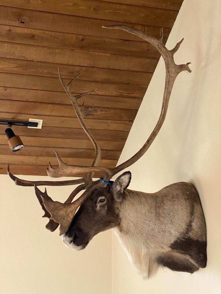 Head Deer Natural material Horn Fawn